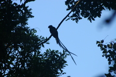 Pharomachrus mocinno