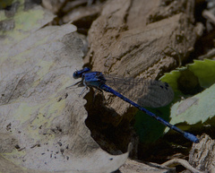 Argia extranea