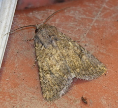 Protorthodes alfkenii