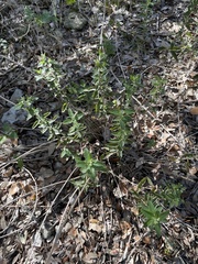 Brickellia cylindracea