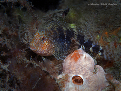 Hypleurochilus bermudensis