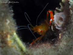 Stenopus scutellatus