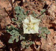 Chamaesaracha sordida