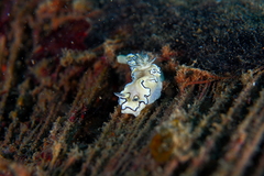 Doriprismatica atromarginata