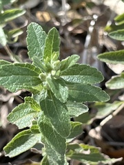 Brickellia cylindracea