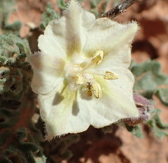 Chamaesaracha sordida