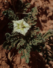 Chamaesaracha sordida