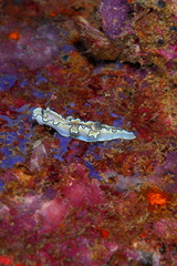 Doriprismatica atromarginata