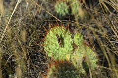 Melanoplus packardii