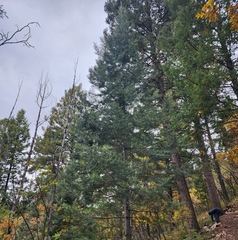 Abies concolor