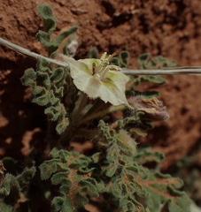 Chamaesaracha sordida