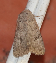 Protorthodes alfkenii