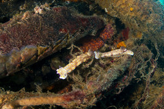 Hypselodoris pulchella