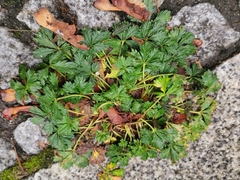 Potentilla argentea
