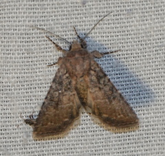 Protorthodes alfkenii