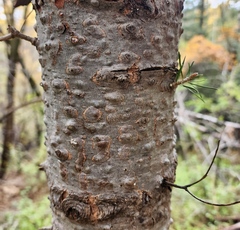Abies concolor