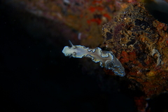 Doriprismatica atromarginata