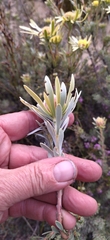 Leucadendron nitidum