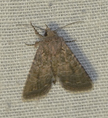 Protorthodes alfkenii