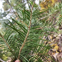 Abies concolor