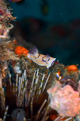 Goniobranchus annulatus