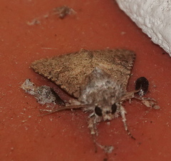 Protorthodes alfkenii