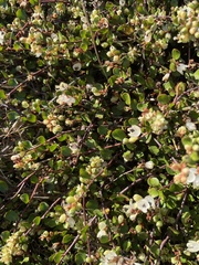 Muehlenbeckia
