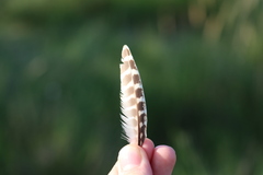 Phasianus colchicus