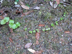 Clinopodium douglasii