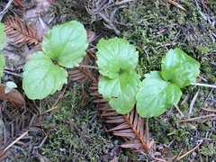 Clinopodium douglasii