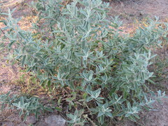Buddleja sessiliflora
