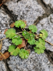 Geranium pusillum
