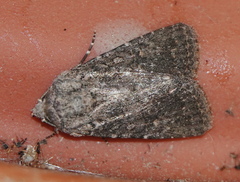 Protorthodes alfkenii