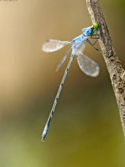Lestes sigma