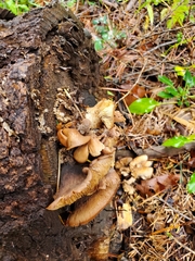 Coriolopsis gallica