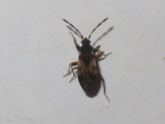 Scolopostethus thomsoni