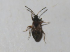 Scolopostethus thomsoni