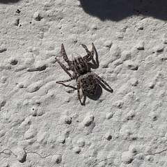 Menemerus semilimbatus