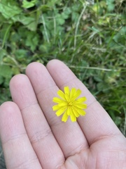 Crepis capillaris