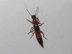 Paederus riparius