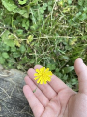 Crepis capillaris