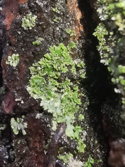 Phaeophyscia nigricans