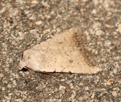Caradrina montana