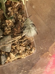 Dasymutilla sackenii