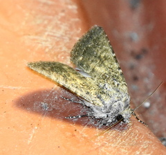 Protorthodes alfkenii