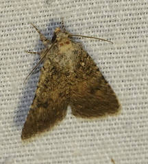 Protorthodes alfkenii