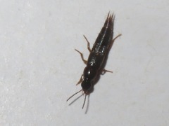 Quedius maurorufus