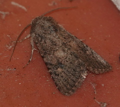 Protorthodes alfkenii