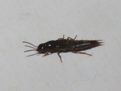 Quedius maurorufus