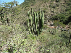 Isolatocereus dumortieri